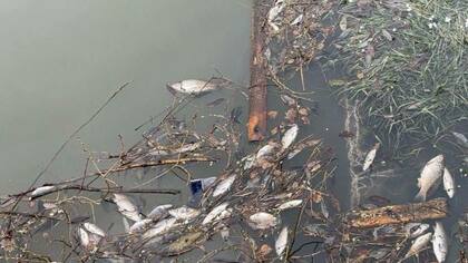 Последствия массовой гибели рыбы в Новой Москве попали на камеру