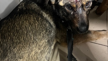 Неизвестные пробили голову собаке в Новокузнецке