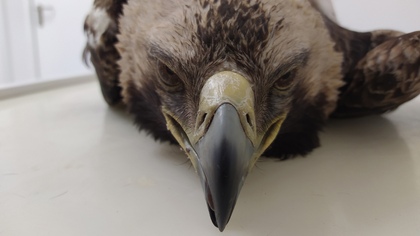 Кемеровские зоологи спасли раненого краснокнижного орла