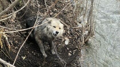 Собака попала в плен металлических сетей в Новокузнецке