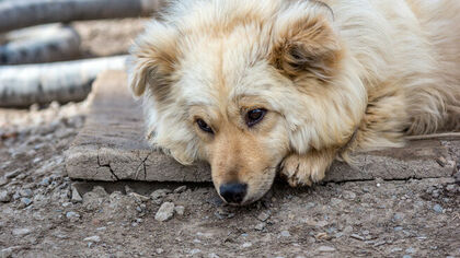 Кровоподтеки и переломы: пьяный кузбассовец жестоко избил собаку тупым предметом