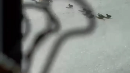 Мама-утка с птенцами ненадолго остановила движение на кемеровском Кузбасском мосту