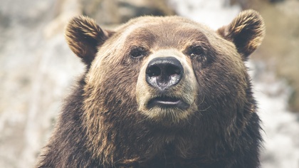 Прибежавший в центр города Оха на Сахалине медведь попал на видео
