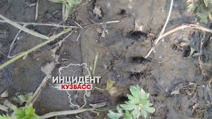 Кузбассовцы заметили следы медведя рядом с селом