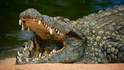 Аборигены в Австралии съели на пиру крокодила-террориста