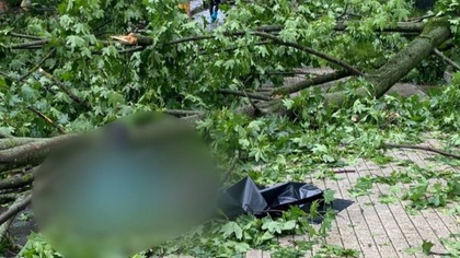 Следователи организовали проверку после смерти мужчины из-за дерева в Москве  