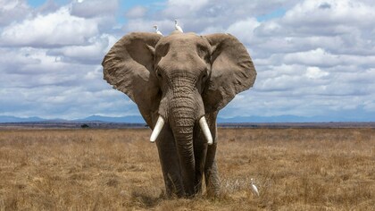 Слон насмерть затоптал американскую туристку в Замбии