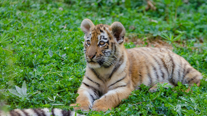 Несколько смертельных инцидентов с тиграми произошло на территории Дальнего Востока
