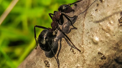Иностранные ученые выявили способность муравьев проводить сородичам медицинские ампутации