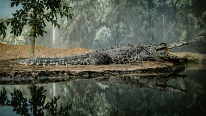 Крокодил в Индии растерзал играющего у реки 8-летнего мальчика 