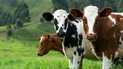 Неизвестный газ на башкирской ферме с коровами насмерть отравил рабочего