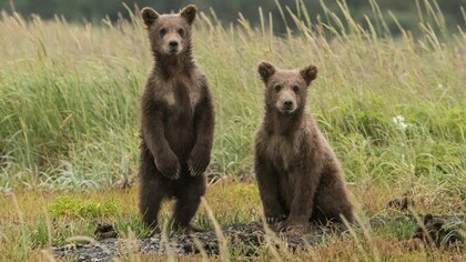 Сибиряки заметили медведицу с медвежатами рядом с населенным пунктом