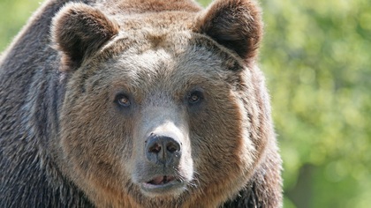 Агрессивный медведь ломал дверь приморского дома в попытке добраться до людей