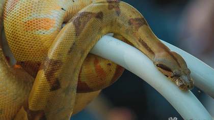 Пыталась спасти гадюку: врачи Подмосковья вылечили женщину от укуса змеи