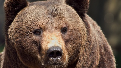 Ведомый голодом медведь вломился на жилой участок в Подмосковье