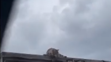 Очевидцы спасли на кузбасской трассе кошку на движущейся 