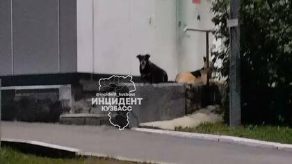 Кемеровчане пожаловались на бездомных собак по странной причине