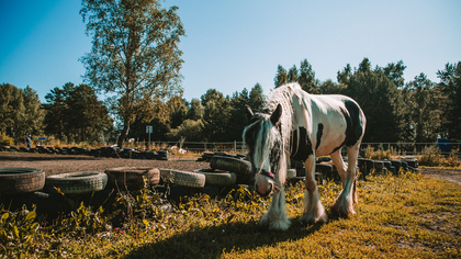 Лошадь с жеребенком начали устраивать прогулки на автомобильной дороге в Кузбассе