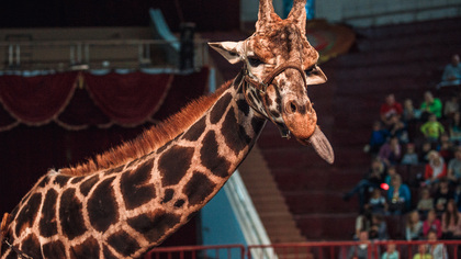 Московский зоопарк попрощался со своим талисманом жирафом Самсоном