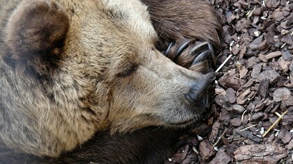 Независимый кандидат в президенты США подкинул в парк мертвого медвежонка