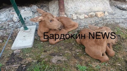 Соцсети: кузбассовец отобрал детенышей у матери-лосихи