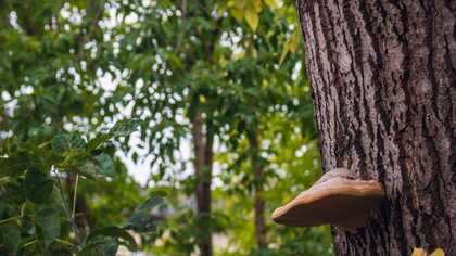 Власти продлили запрет на посещение лесов в Севастополе 