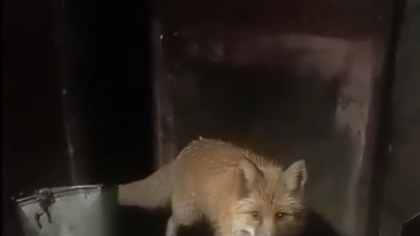 Зачастившая на кузбасский разрез лиса утащила вредное лакомство