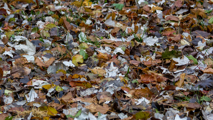Заморозки с туманами придут в Кузбасс в праздничный вторник