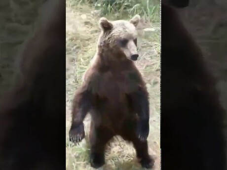В Якутии медведи окружили людей в лесу