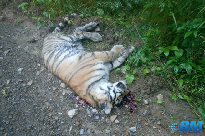 В Хабаровском крае у дороги обнаружили мёртвого тигрёнка