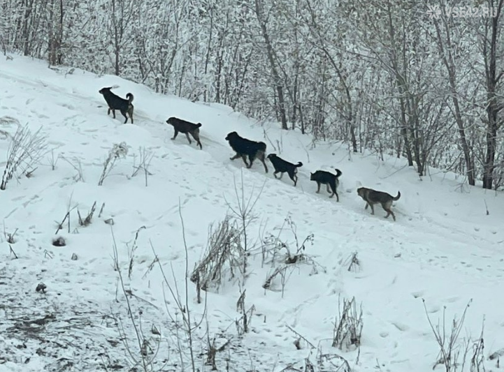 Стая бродячих собак фото