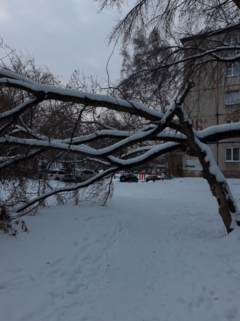 Ворошилова 16а. Ворошилова 16 Кемерово. Висячие деревья в снегу с лыжником. Деревья которые растут по улице Ворошилова в Ижевске. Дерево свисает над домом.