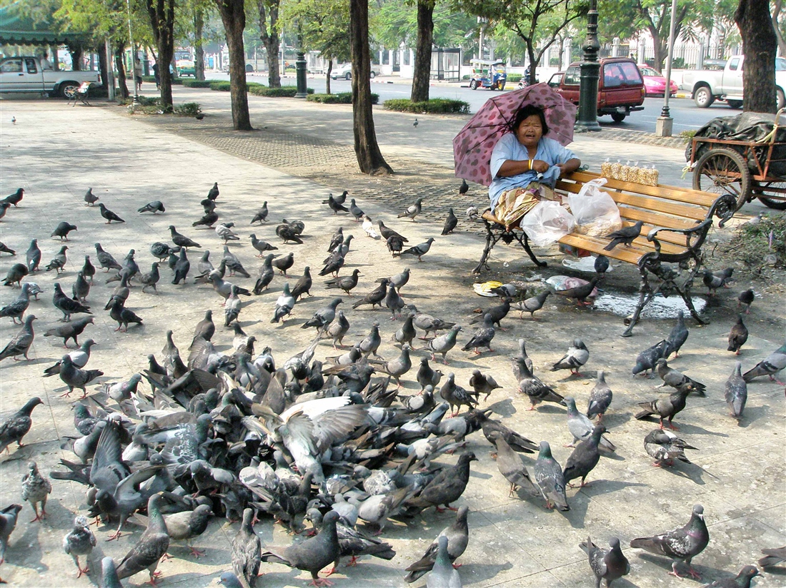 Почему кормят голубей. Горлица Тайланд. Голуби в Тайланде. Птицы Тайланда городские. Кормить голубей.
