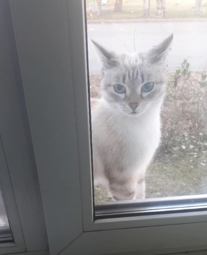 Серая Кошка С Голубыми Глазами Фото