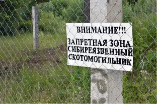 Кузбасские чиновники допустили риски заражения людей сибирской язвой