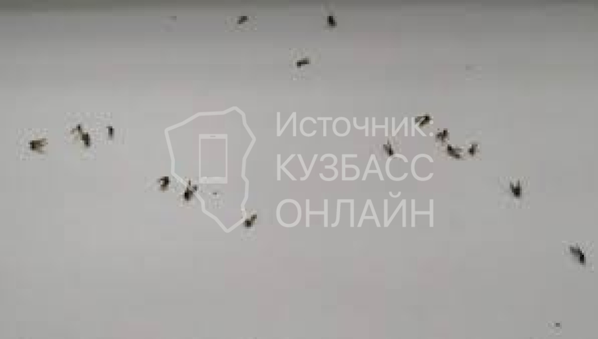 Канализационные мухи появились в квартире жителей кузбасской пятиэтажки /  VSE42.RU - информационный сайт Кузбасса.