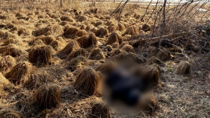 Новокузнечане обнаружили труп на берегу Телецкого озера в Республике Алтай